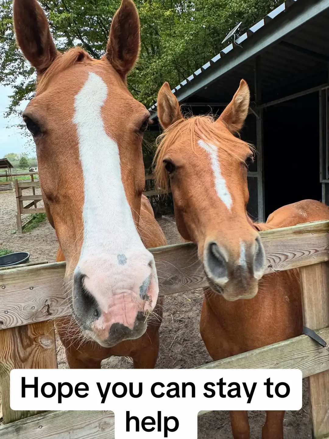 Every donation you make goes directly to help animals in our hands 