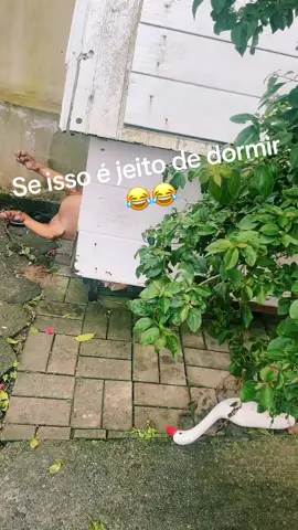 #amoranimal #pitmonstersoftiktok #pitbulls #flypシ 