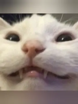 I am immortal #georgieebom #fyp #funny #meme #cat 