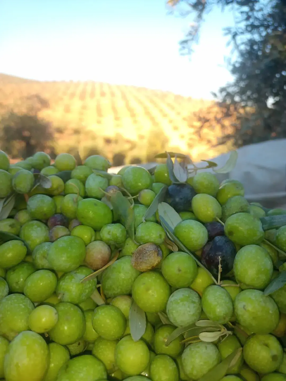 #احلا ايام الزيتون  🍃🌿🫒💚