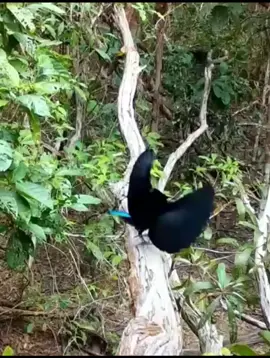 what's going on here 😳😳 #birds #mating #reproduccion #viral #vid 