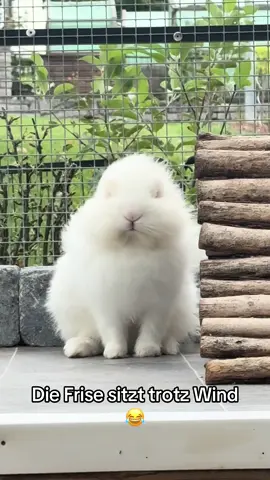 Missy trotzt dem Wind 💨 😄 zur Info: Sie sitzt völlig freiwillig dort und könnte sich in einen geschützten Bereich begeben 😉 #fyp #fy #kaninchen #rabbit #funny 