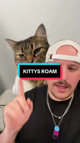 I love cats and my cats are cute #cats #kitty #animals #catdad 