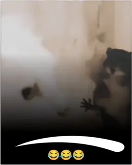 #funnyvideo#funny#fyp