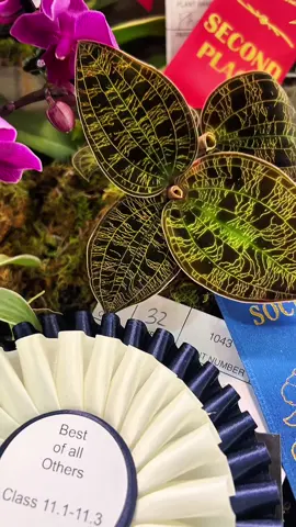 Victoria Orchid Show 2025 Awards. Thank you for having us 🫶🏼 We are honoured to receive the best in class for our Jewel Orchid Macodes petola. #EraFlowers #orchids #orchidslovers 