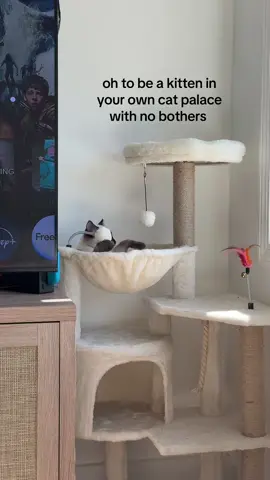 Can I trade places with her for a day?  #catsoftiktok #ragamesekitten #catmom 