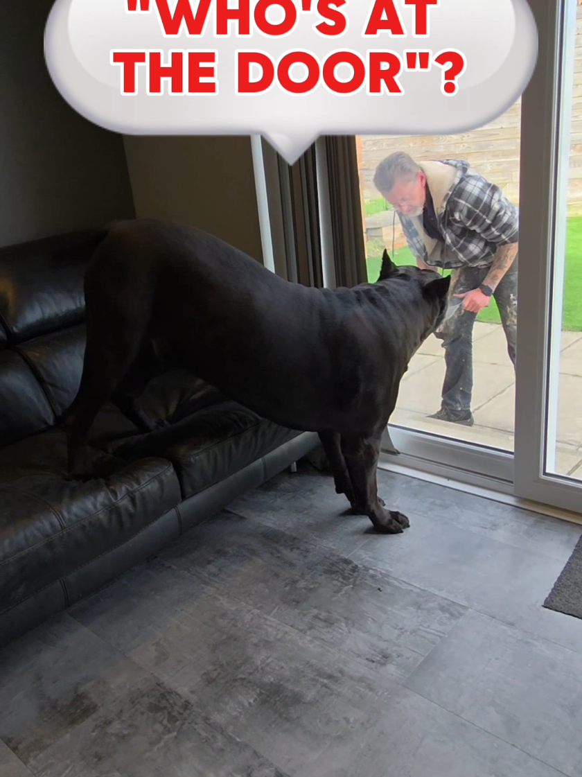 Guard dog instincts Activated 🐕 #titok #canecorso #bigdog 