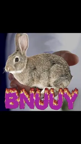 im supposed to be continuing a story im writing that ive been putting off for months but i just can't do it 😭 #bunny #bnuuy #rabbitsoftiktok #meme #shitpoststatus 