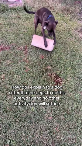 He’s just a boy #dog #dogsoftiktok #dogs #dogsofttiktok #doglover 
