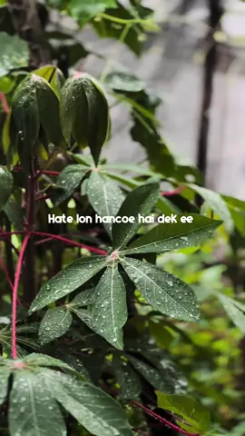 #CapCut hate lon hancoe hai dek ee #liriklagu #bergek #laguaceh #fypシ 