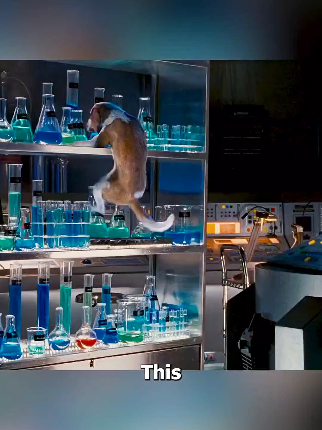 dog #movierecap #fypviralシ #recap