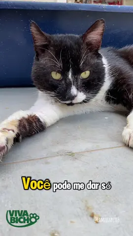 Meu nome é Frajola, eu sou um gatinho resgatado pela ONG Viva Bicho. Descobriram que eu sou FeLV positivo, e agora estou lutando contra rinotraqueíte e diarreia. Eu preciso de ração gastrointestinal urgente pra continuar meu tratamento — mas ela acabou no abrigo 😿 Se você puder, me ajuda a vencer mais essa batalha. 🐾 Qualquer valor, até mesmo 1 real, faz diferença! 💛 O link pra doar tá na bio, 📦 e o endereço da ONG Viva Bicho Av. José Alves Cabral, 104 - Nova Esperança, Balneário Camboriú - SC, 88336-030 Curte, comenta e compartilha pra que mais pessoas conheçam minha história. Às vezes, um simples gesto salva uma vida. #CapCut #animais #gatos #felinos #abrigo  @Família Pets  @Família Pets  @Família Pets 