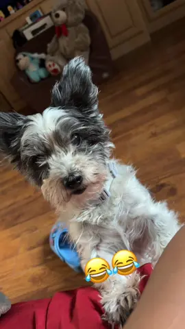 Cuando me la dejaron encargada 😂😂❤️#dogsitting #dogsoftiktok #lovinglife #loveher #saturday 