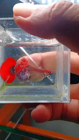 cá thủy sinh #xuhuong 