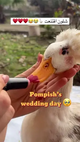 #بغداد_العراق🇮🇶 #🍁♥️🍁♥️🇮🇶 #هاشتاك 