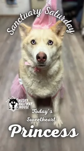 Sanctuary Saturday: Princess 👑 Today’s Sanctuary Sweetheart is Princess — a 6-year-old beauty who made her way from OKC to our rescue about 200 days ago. Princess was all set to head off to her forever home this summer, but a vet check revealed a tumorous mass below her diaphragm. That meant she couldn’t be adopted out — and instead, she officially became part of our Sanctuary program. Now, Princess spends her days soaking up love, dressing up in adorable outfits (like her favorite pink dress!), and enjoying every bit of comfort and care we can give her. 💖 She may not be able to go to her forever home, but we’re determined to make sure her home here is as magical as possible — and that’s where you come in. By becoming a Sanctuary Sweetheart Sponsor, you can virtually adopt Princess for $10 a day or $250 a month and help support her “retirement retreat” right here at the rescue. Princess deserves the best rest of her life — will you help make it happen? ❤️ #huskyhalfwayhouse #huskiesoftiktok #supportrescue #virtualadoption #sanctuarydog 