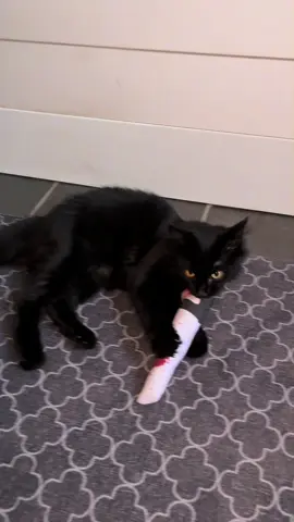Halloween cat toys that will make you laugh and keep your cat entertained! #cat #cattoys #catnip #blackcat #pettoys @Potaroma Pets @Potaroma Cats 