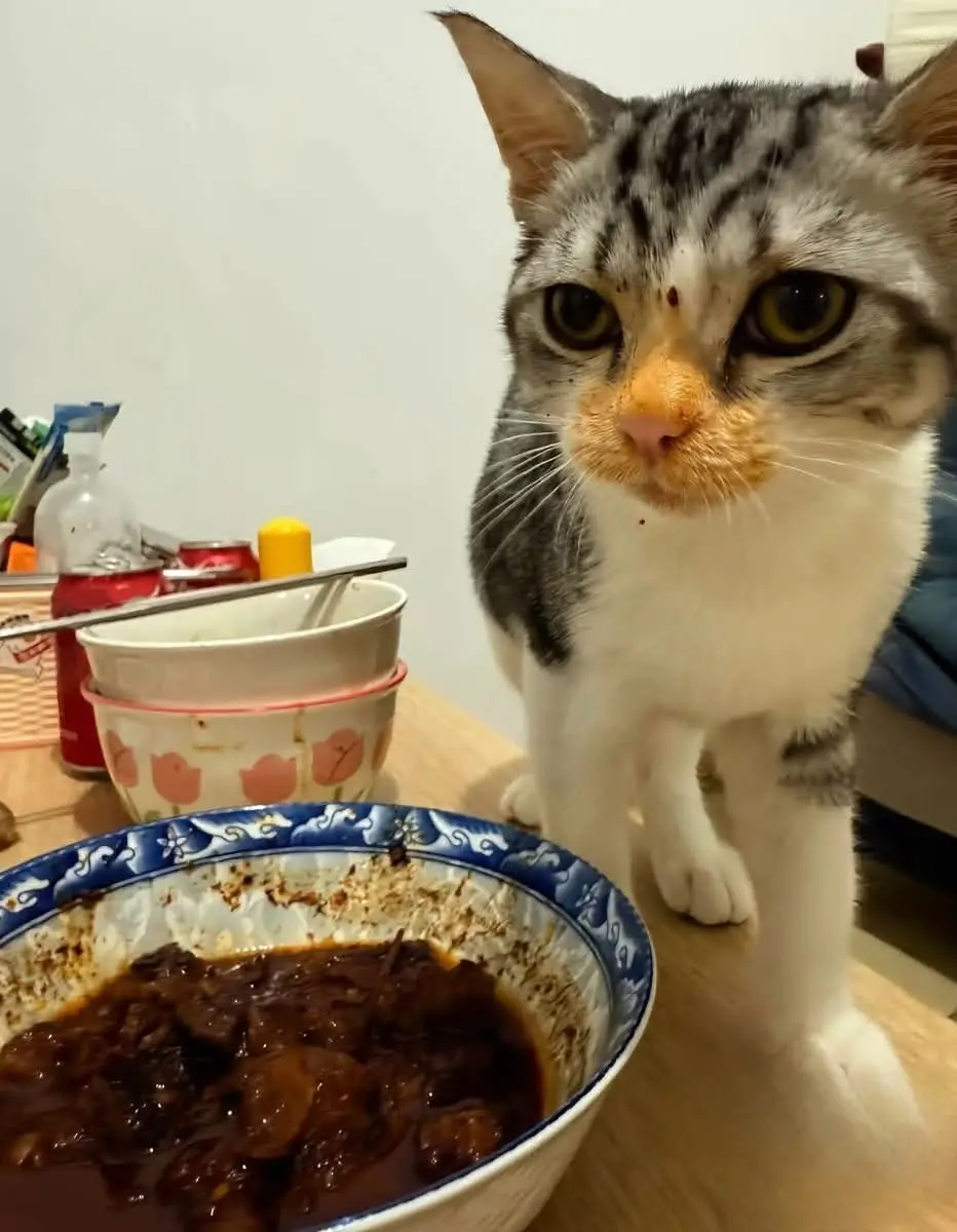 #nghienmeo_cute #nghienmeo #meo #cutecat #cat 