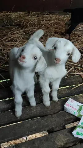 #creatorsearchinsights  Twin Baby Goats Treat Me Like Their Mom 🐑😍🐐🍼