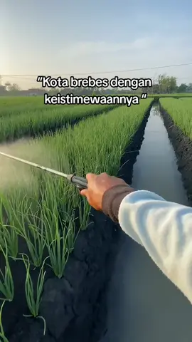 🤗#brebes24jam #bawangmerah #brebesviral #fyp #lewatberanda 