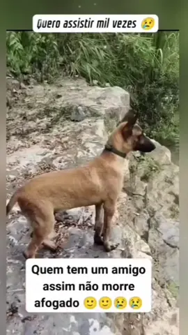 Que lindo... 🐶🐾🐾❤️