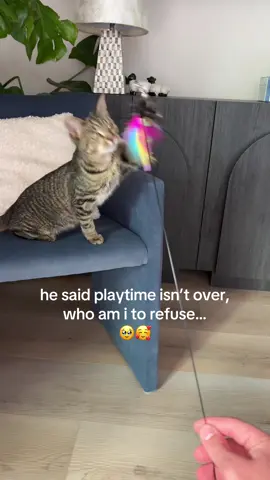 i have to spoil my cats with their favorite toys 🥹 (cuz i feel spoiled to have them)! 🥰❤️🐈🙇‍♂️🤗 #cattok #catlovers #kittytok #cattoys #catproducts 