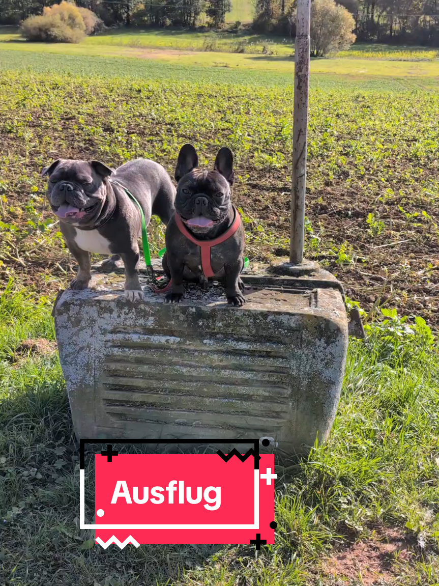 So heute haben wir einen Ausflug gemacht. Eigentlich nur 10 km von uns weg aber weil eine Hauptstraße gesperrt war sind wir 40 km gefahren😂 #frenchbulldogs #goviral #roadtrip #ausflug #frenchbulldog 