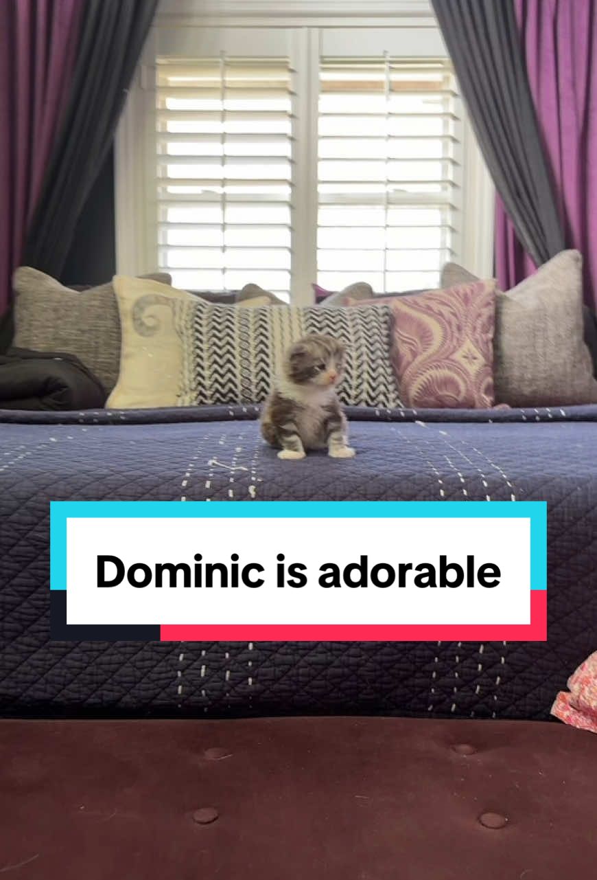 Dominic is 3 weeks old now and good lord he’s a cute little piggy #mainecoonkitten #blacksilver #cutekitten #exoticpet #caturday