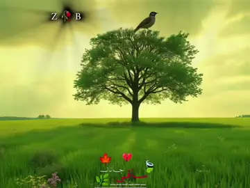 زخمونہ ڈیر شی ٹکور پاتی نہ شی #pashtopoetry #pashtolines #pashtosong #viralvideos #tranding 