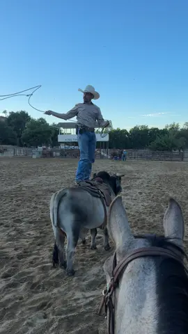 Reyna trying to comprehend what’s going on here #horses 