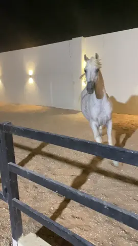 #خيل_وخياله🐎 #viral #foryou 