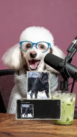 MINNIES FACE AT THE START IS GOLDEN😭 SO SHOCKED LOL SHE LOVES THIS SERIES💀 #dogtok #dogpodcast #doghumor #usatiktok🇺🇸 #barkafterdark 