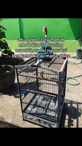 wkwkwk#kicaumaniaindonesia #kenarimaniaindonesia #kicaumania #masukberanda 