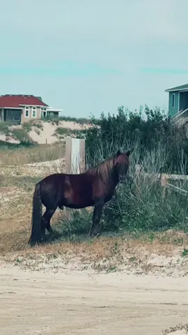 Such an amazing experience! Wild Horses of the outer banks! #obx #wildhorses #coastline #northcarolina @PJ Hulk 