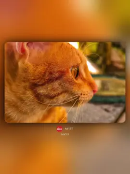 🐈 #xiaomi #leica 