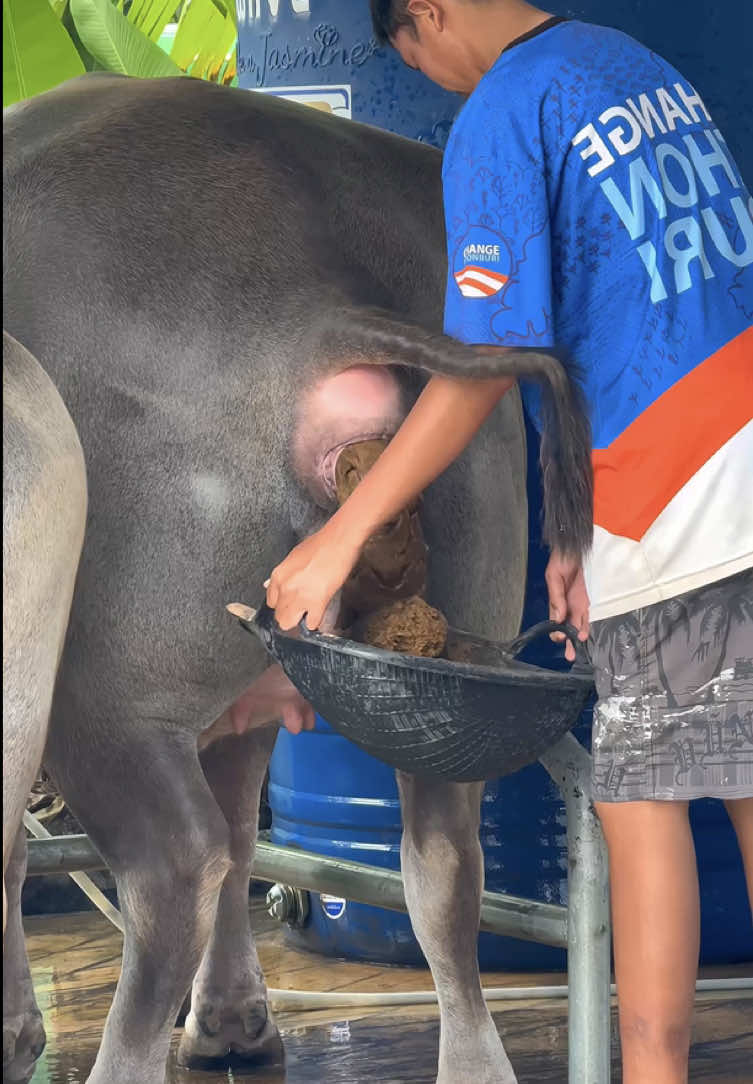 สบายสุดๆน้องควาย ขนาดขี้ยังมีคนรองให้ #หลานหล่าChannel #buffalo #ThaiBuffalo🇹🇭