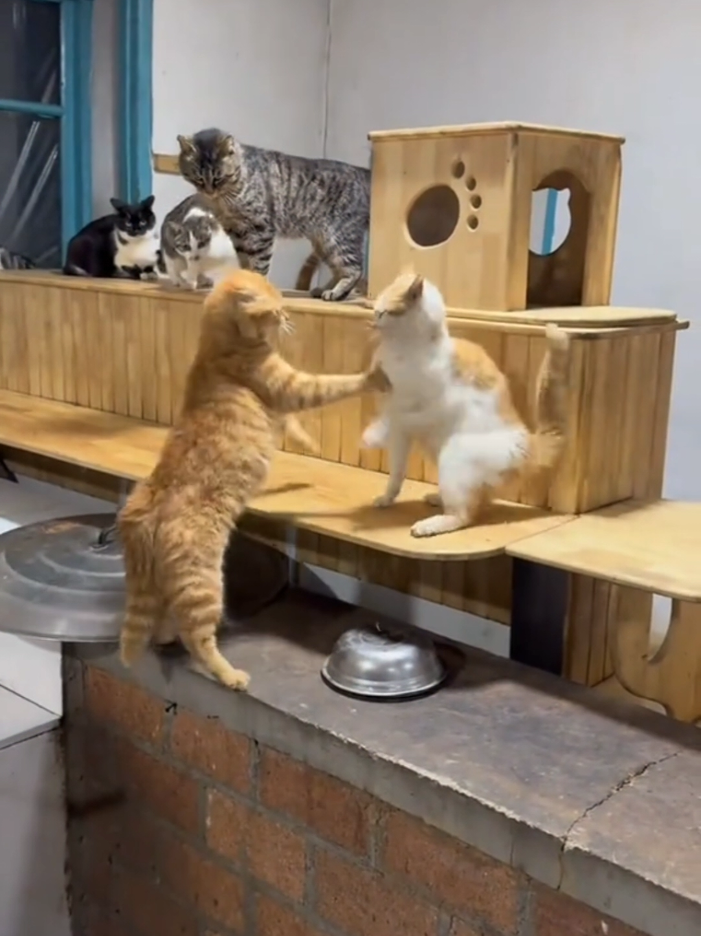 cat fight #cat #catlover #cut 