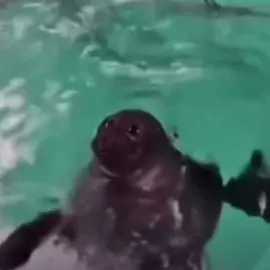 ib: @sky ☁︎ #silly #seals #seal #sealtok #harborwaterdoggo 