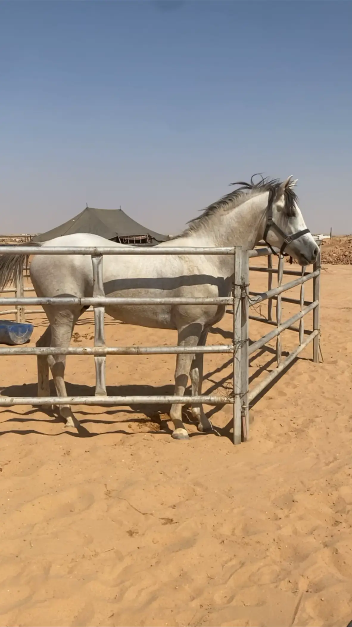 #اكسبلور #الخيل_العربية_الاصيلة #سبوق🐎 #الخيل_عزٍ_للرجال_وهيبه #الاصايل🐎 