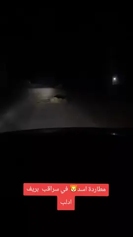 مطاردة أسد والقضاء عليه في مدينة سراقب بعد هروبة من قفصه عند أحد ابناء المدينة