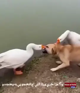 وڏا مزا ڪري ورتا اٿئي اڄ تنھنجو پي به وھنجندو هل هيڏي 🤗💥