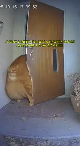 JHON WE NEED A BIGGER HOUSE #cat #viral #fyp #cute 