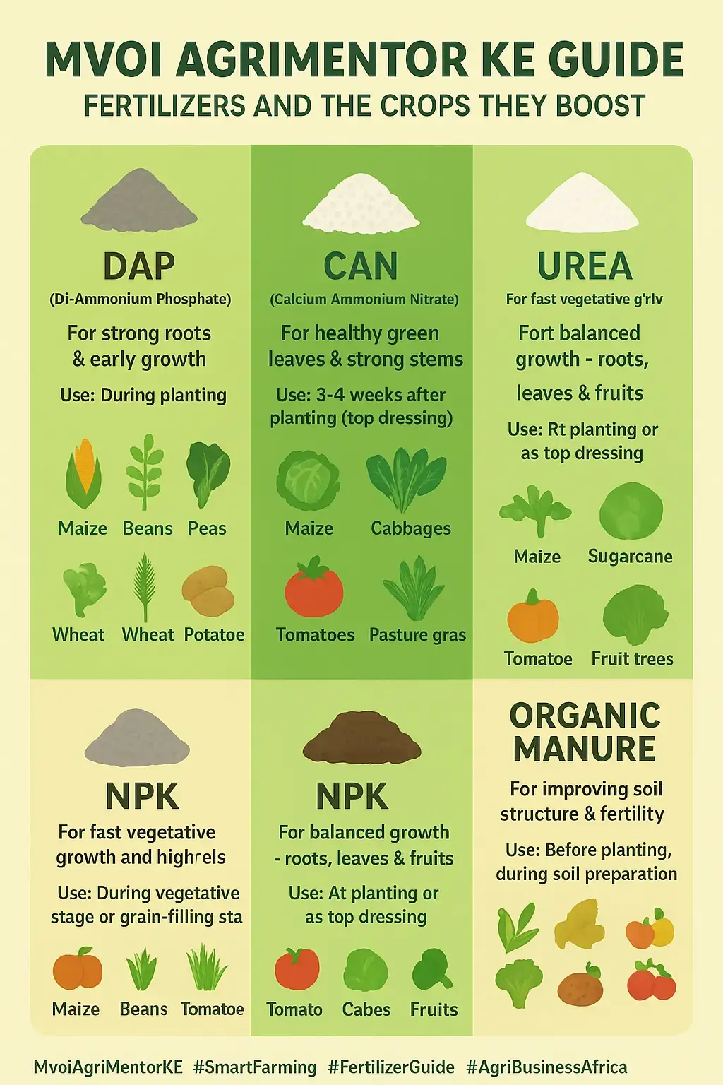 ✨ “Right fertilizer, right crop, right time!” 🌱 Every crop has its perfect match — DAP for strong roots, CAN for greener leaves, Urea for rapid growth, and NPK for balanced nutrition. 💚 Feed your soil wisely and grow smarter with Mvoi AgriMentor KE 🌍 #OneManAtATime — Building Smart Farmers Across Africa 🚜 Fertilizer choice depends on your crop and its growth stage. DAP is best for planting maize, beans, and wheat to boost root establishment. CAN helps top-dress crops like maize and vegetables for healthy leaf growth. Urea adds nitrogen to fast-growing plants like rice and sugarcane, while NPK keeps fruiting crops like tomatoes, bananas, and potatoes well-balanced. Combine with manure for lasting soil health. 🌱 Learn, grow, and apply wisely with Mvoi AgriMentor KE 💚 #MvoiAgriMentorKE #SmartFarming #FertilizerGuide #CropNutrition