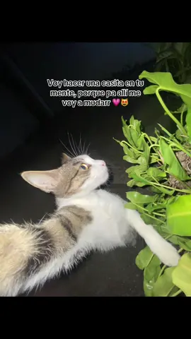 Voy hacer una casita en tu mente, porque pa allí me voy a mudarr 💗 #fyp #Viral #gatostiktok #amorgatos #paratiiiiiiiiiiiiiiiiiiiiiiiiiiiiiii 