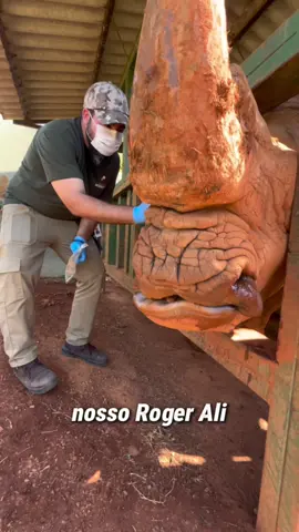 Thor, o rinoceronte do Zoológico de Brasília, participa de treinos de condicionamento que garantem saúde e bem-estar diariamente! Durante as sessões, ele é desensibilizado para toques em todo o corpo, o que permite que exames e coletas sejam feitos sem estresse. Thor tem uma conjuntivite crônica e, por isso, é treinado para aceitar os curativos diários de forma voluntária. Além disso, ele também é condicionado para o manejo do órgão genital, possibilitando coletas de sêmen importantes para programas de conservação da espécie! ✅#CondicionamentoAnimal #ZooBrasília #VeterináriaSilvestres #BemEstarAnimal #vet 