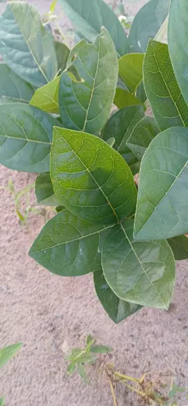 #tiktok#senegalaise_tik_tok #