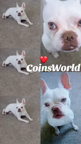 Proud dog mom #CoinsWorld #frenchies #FYP #FOLLOWERS #FRIENDS 
