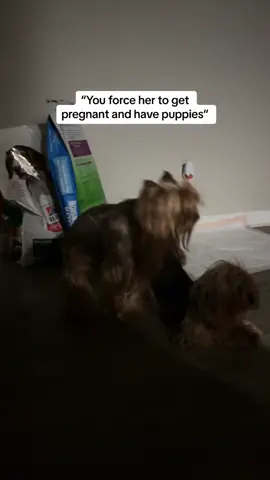 She really just be giving it out smh😭 (FOLLOW on Instagram @ezekiel_dudley, just incase they ban TikTik)  #fyp #yorkie #breeder #yorkiebreeder #puppy