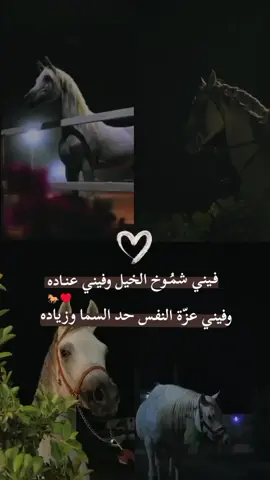 فـيني شمُـوخ الخيل وفيني عنـاده وفيني عزّة النفس حد السما وزياده🐎♥️#خيل_وخياله🐎 #هاشتاق_للرخوم🧢🔥 #اكسبلور #خيل #المهره 