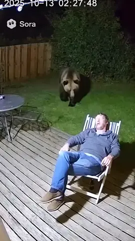 Bear awakens man from sleep 🤣  #bear #animal #animallover #funnyanimals #funnypets 